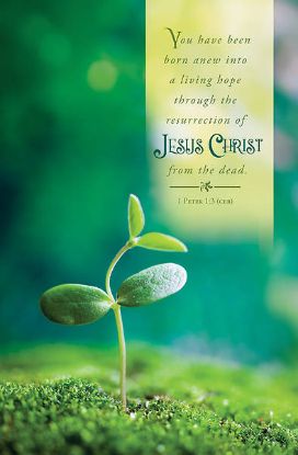 Picture of Word Alive! Weekly Bulletin without Message-Week 15, Letter Size (Package of 25)